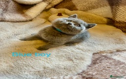 British Shorthair cats for sale: Beautiful Pure bred British shorthair kittens - Image 2