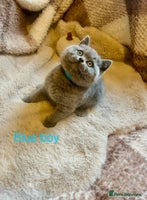 British Shorthair cats LAST TWO!!! Beautiful Pure bred British shorthair - Advert 3