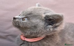 British Shorthair cats for sale: GCCF active mum and daughter blue BSH - Image 14