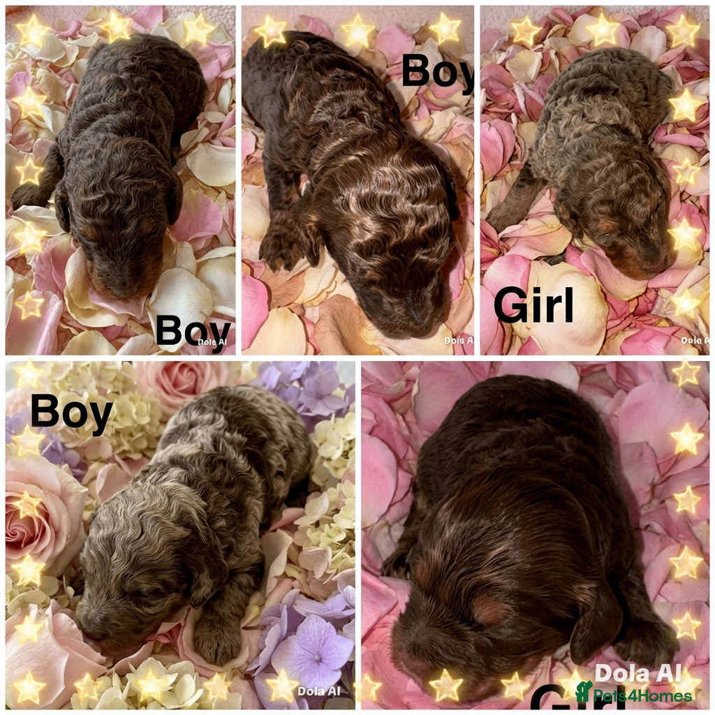 Cockapoo dogs DNA TESTED, Stunning Cockapoo Pups,Ready 5th June  - Advert 18