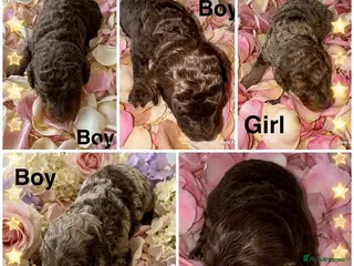 Cockapoo dogs DNA TESTED, Stunning Cockapoo Pups,Ready 5th June - Advert 18