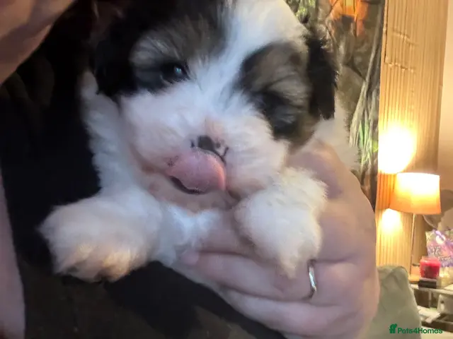 Mixed Breed dogs Cute Shichon x Chihuahua Puppies- 1 boy left - Advert 4