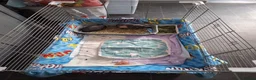 Guinea Pig rodents for sale: Two male skinny pigs and cage etc  in Hyde - Advert 4