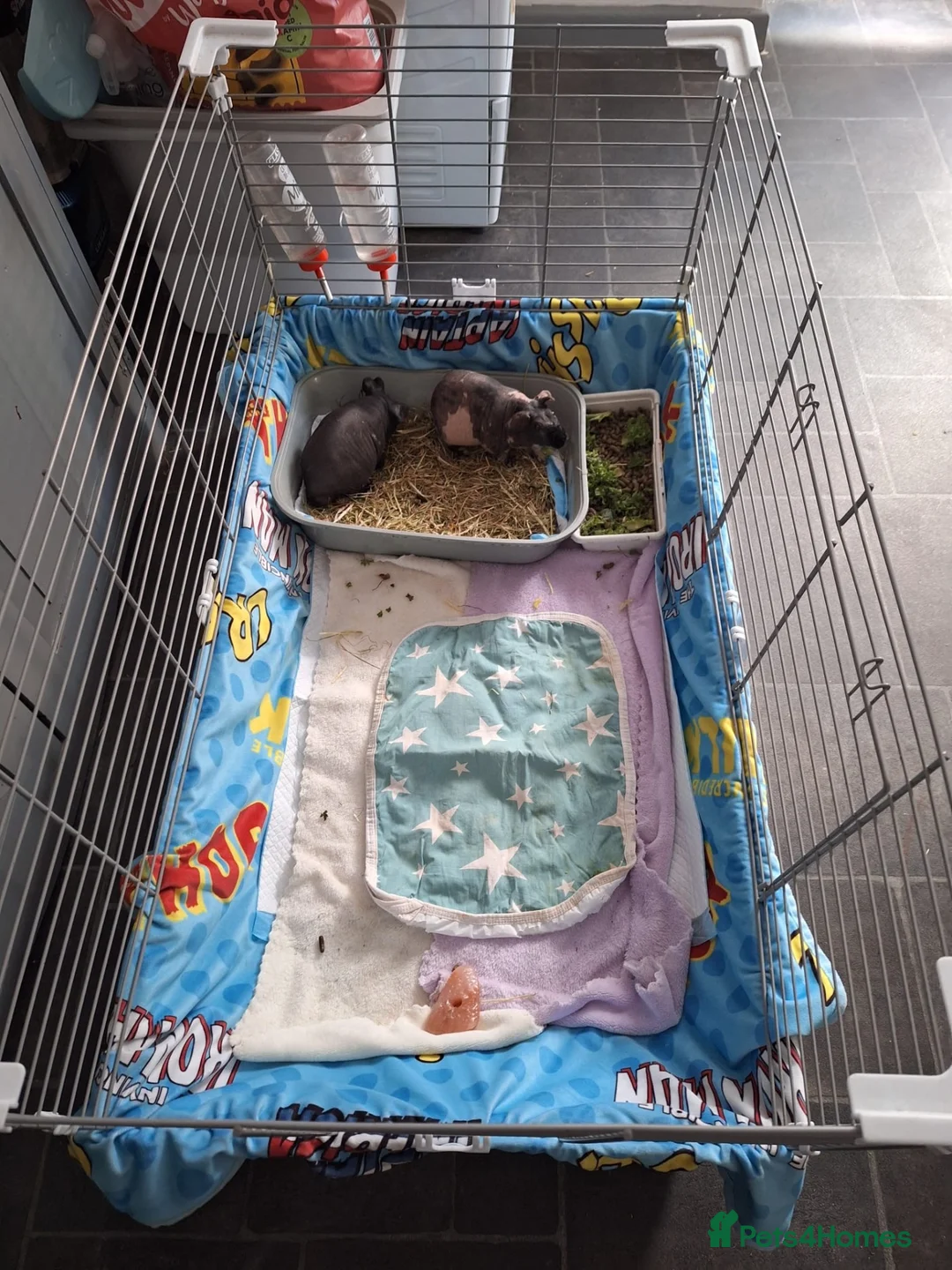 Guinea Pig rodents for sale: Two male skinny pigs and cage etc  in Hyde - Advert 4