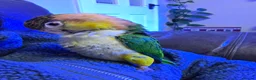 Parrots birds for sale: Female caique looking for a mew home in Southsea - Advert 1