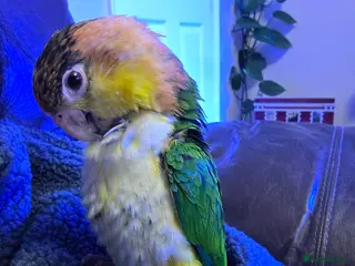 Parrots birds Female caique looking for a mew home - Advert 1