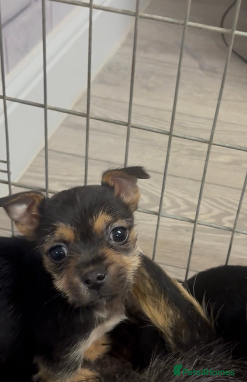 Mixed Breed dogs Jack Russel x Yorkshire Terrier - Advert 6