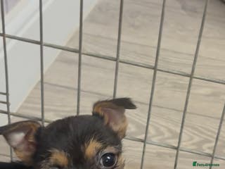 Mixed Breed dogs Jack Russel x Yorkshire Terrier - Advert 17
