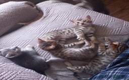 Bengal cats for sale: 3/4 Bengal Kittens ♡ - Image 1