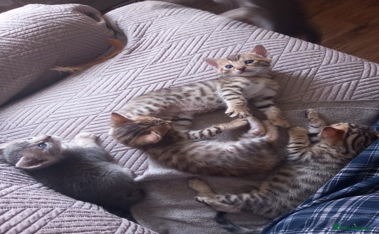 Bengal cats - Advert 10