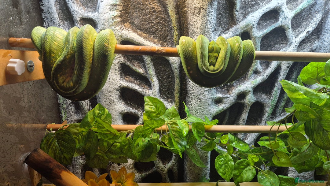 Snake reptiles for sale: Biak green tree python pair - Image 3