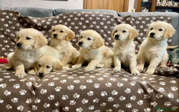 Golden Retriever dogs for sale: Golden Retriever Puppies Looking for Loving Homes! - Image 3