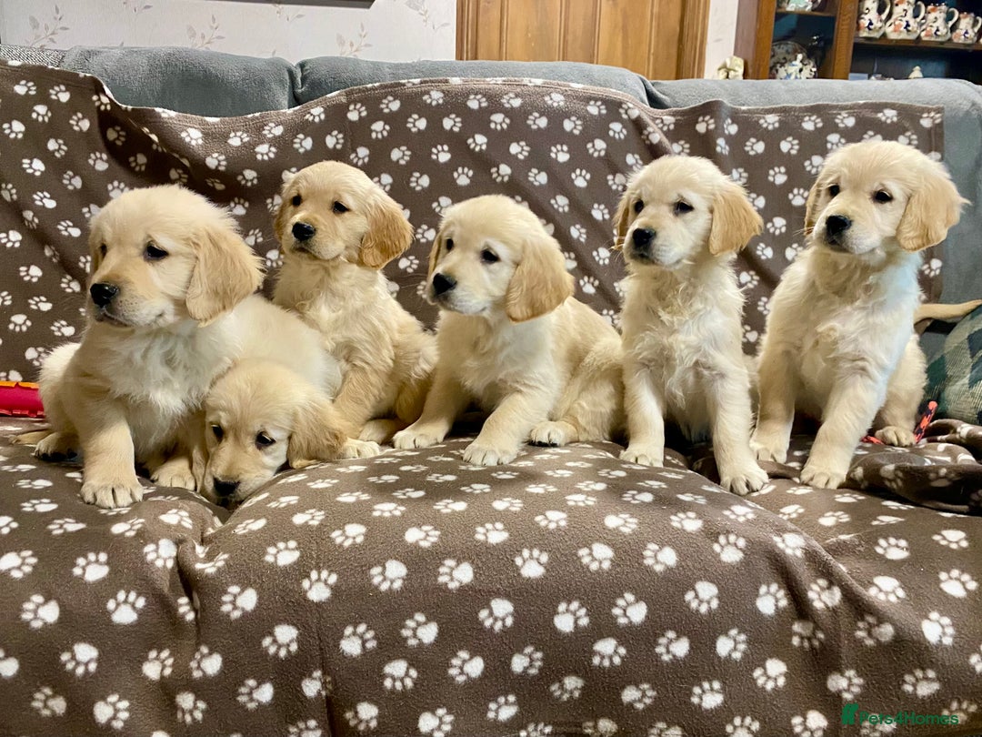 Golden Retriever dogs for sale: Golden Retriever Puppies Looking for Loving Homes! - Image 3