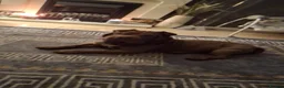 Mixed Breed dogs for sale: Shar pei cross pocket bully in Willenhall - Advert 3