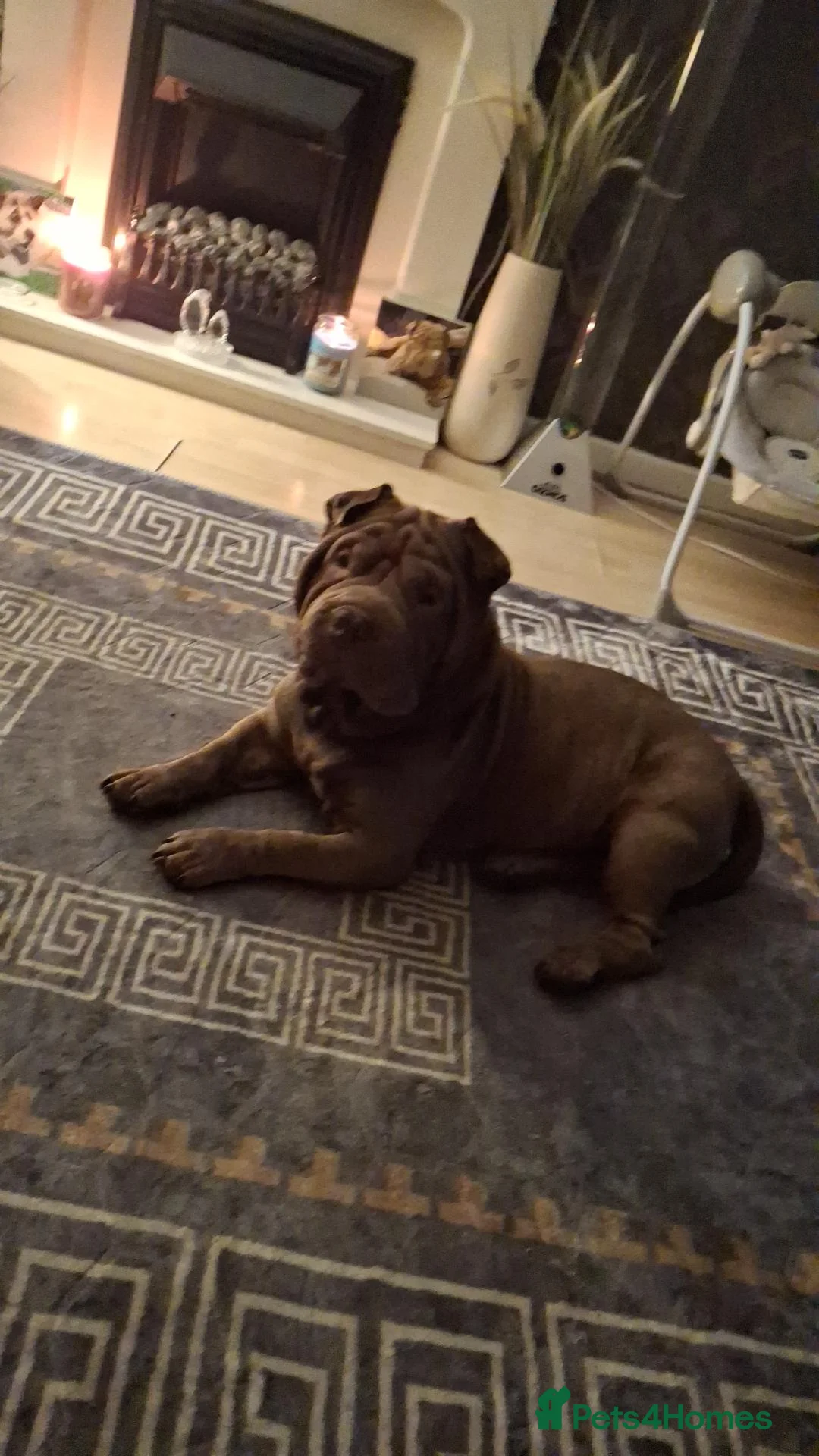 Mixed Breed dogs for sale: Shar pei cross pocket bully in Willenhall - Advert 3