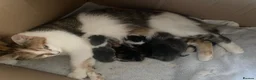 Mixed Breed cats for sale: Beautiful part British blue shorthair kittens  - Advert 2