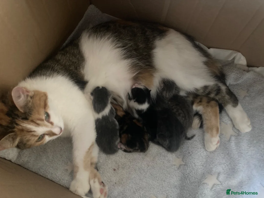 Mixed Breed cats for sale: Beautiful part British blue shorthair kittens  - Advert 2