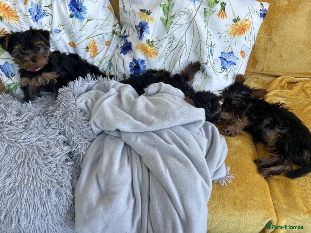 Yorkshire Terrier dogs for sale: Beautiful small Yorkshire Terriers - Image 5