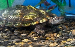 Turtle reptiles for sale: Mississippi Map Turtle Female - Image 1