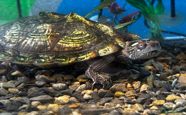 Turtle reptiles - Advert 2