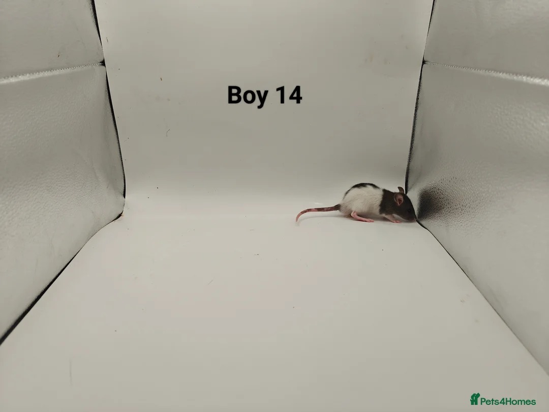 Rat rodents for sale: DEC: 24 Rats (3 Rats: 3 Boys Left) - Advert 15