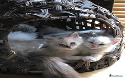 Ragdoll cats for stud: Active Gccf Blue bi Ragdoll in Grantham - Image 13