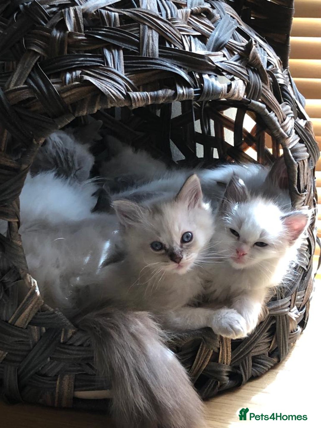 Ragdoll cats for stud: Active Gccf Blue bi Ragdoll in Grantham - Image 13
