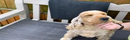 Cocker Spaniel dogs for sale: Gold cocker spaniel - Advert 2