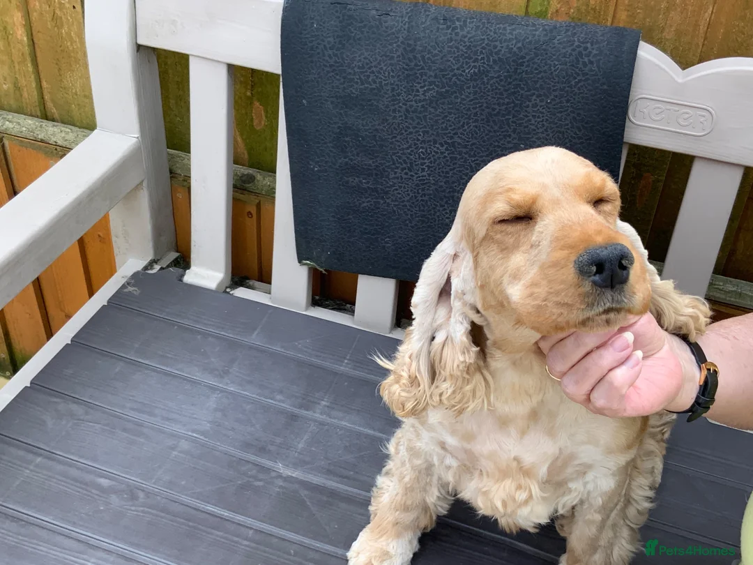 Cocker Spaniel dogs for sale: Gold cocker spaniel - Advert 2