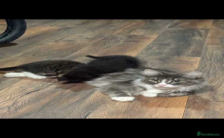 Maine Coon cats - Advert 1