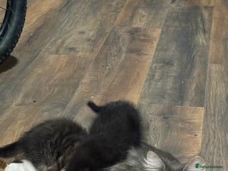 Maine Coon cats - Advert 1