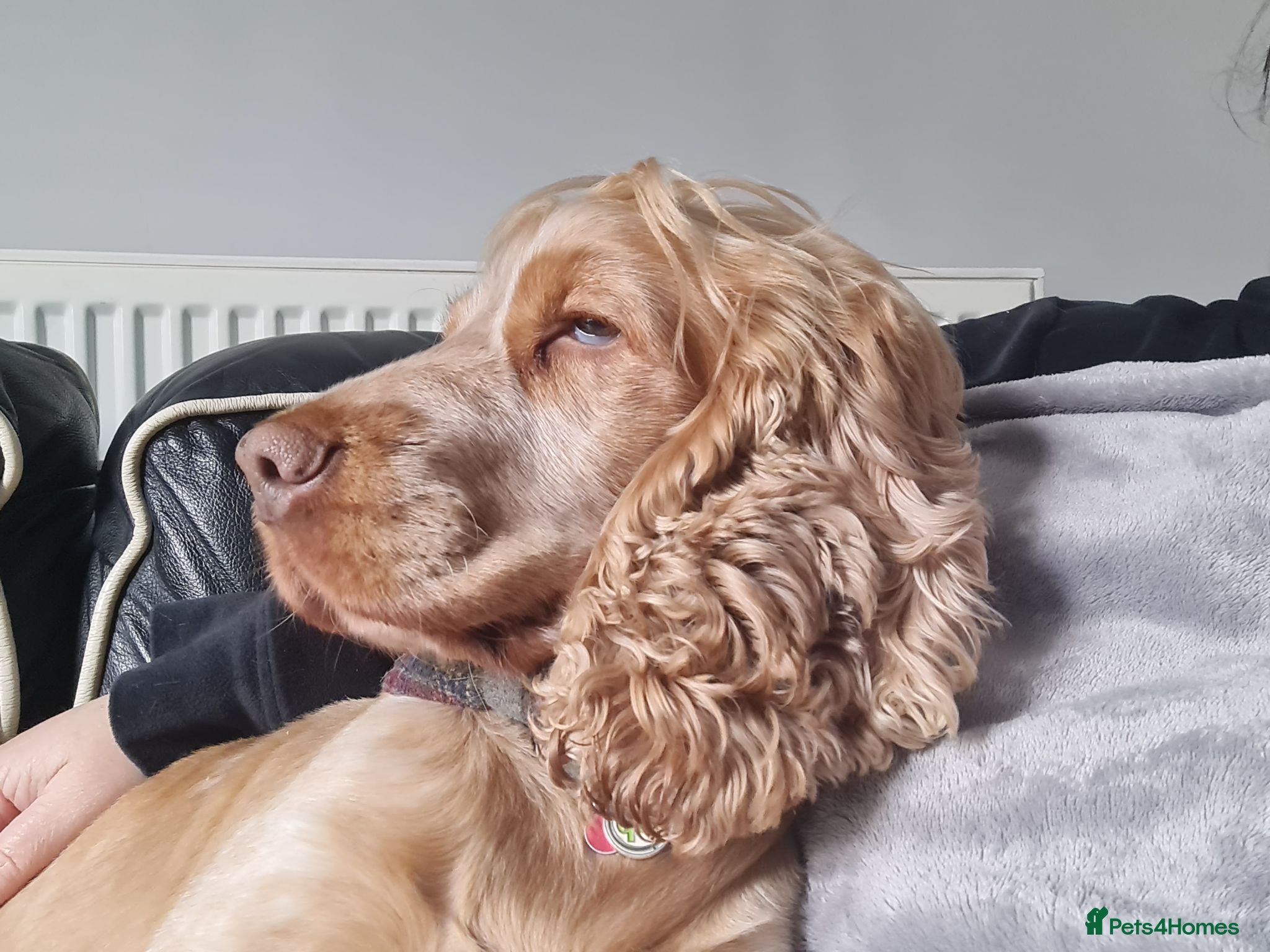 Cocker Spaniel dogs Proven Handsome Show Cocker Spaniel For Stud - Advert 17
