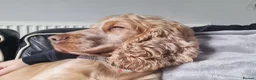 Cocker Spaniel dogs for stud: Proven Handsome Show Cocker Spaniel For Stud - Advert 3