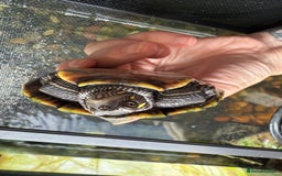 Turtle reptiles for sale: Mississippi map turtles x2 and set up - Image 4