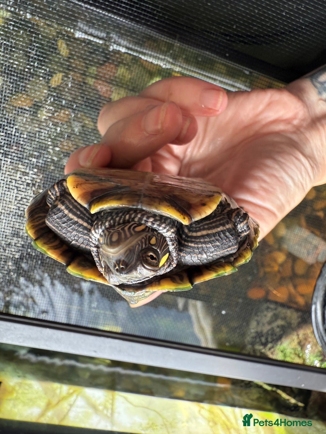 Turtle reptiles for sale: Mississippi map turtles x2 and set up - Image 4