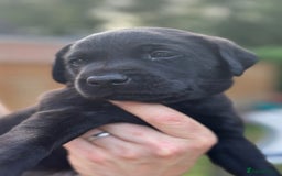 Labrador Retriever dogs for sale: 1 x Black Dog - KC reg, FTCH sired in Droitwich - Image 5