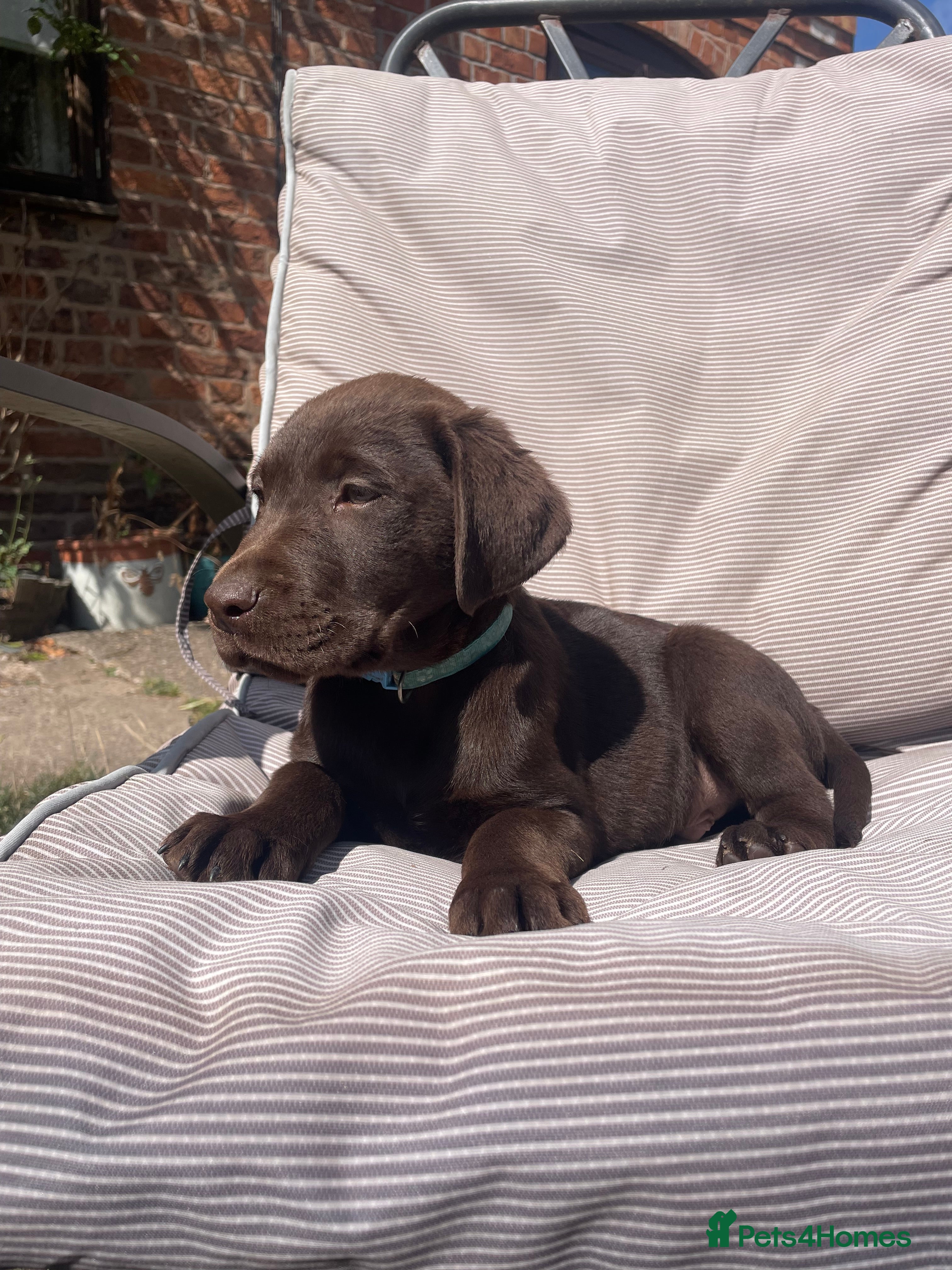 Labrador Retriever dogs Beautiful Chunky Labrador Puppies  - Advert 2