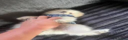 Pomeranian dogs for sale: Stunning boy  Pomeranian puppy - Advert 7