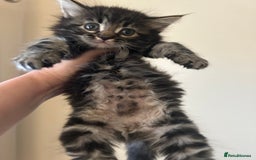 Mixed Breed cats for sale: Fluffy kittens  - Image 5