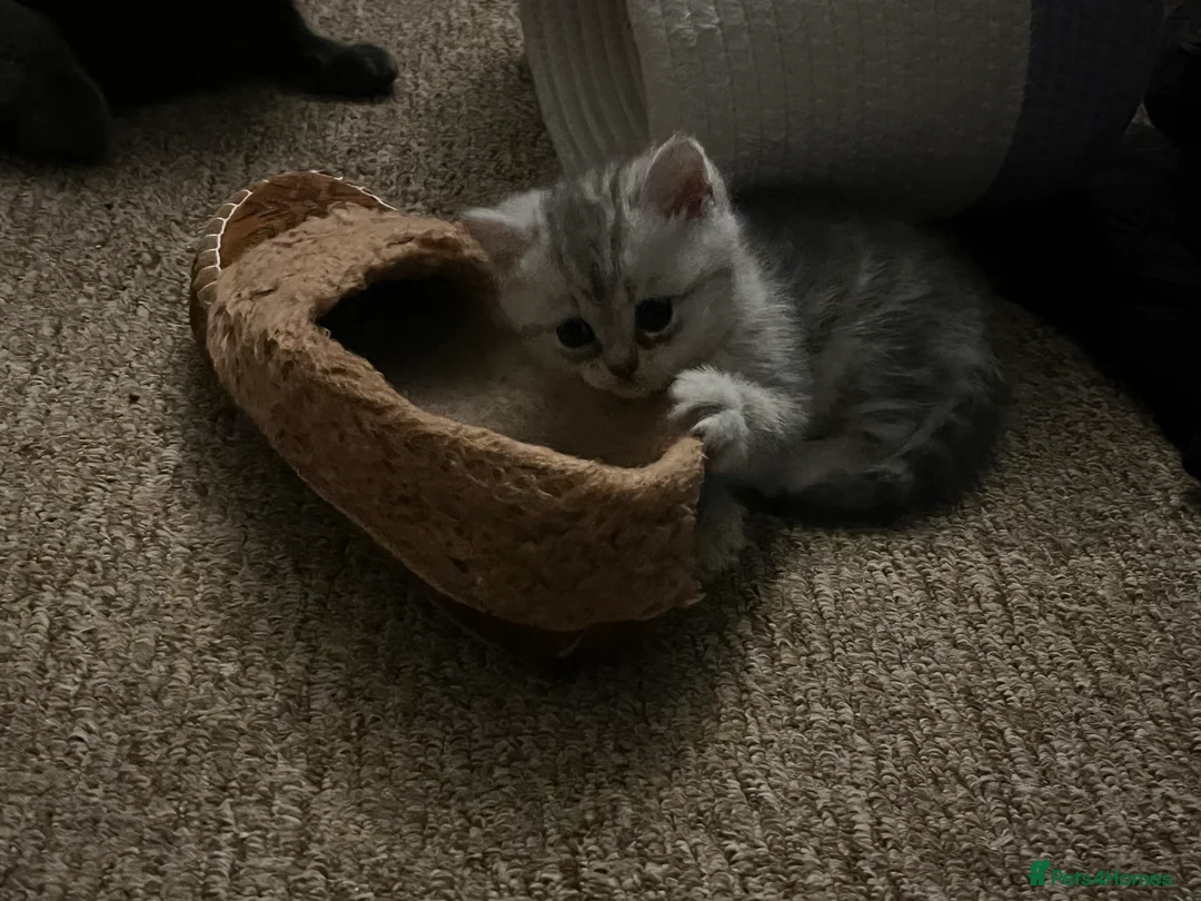 British Shorthair cats for sale: A beautiful kittens British shorthair  - Advert 9