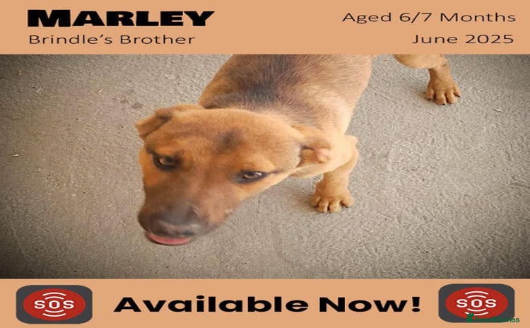 Mixed Breed dogs - Advert 2