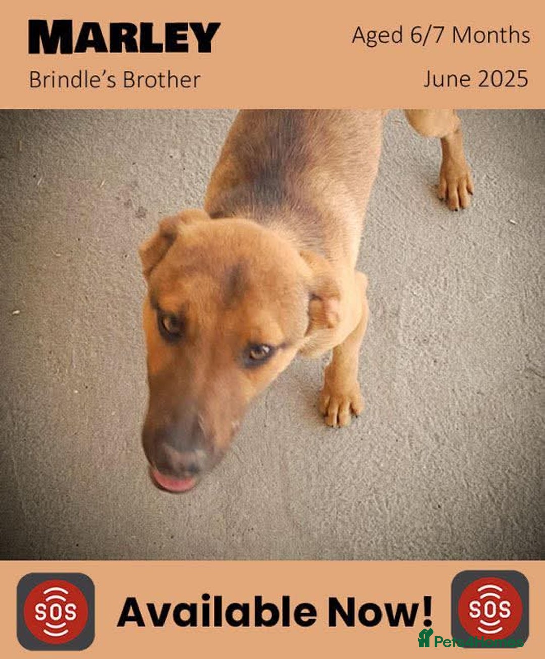 Mixed Breed dogs for adoption: Marley, approx 7 months. Available for adoption. - Image 1