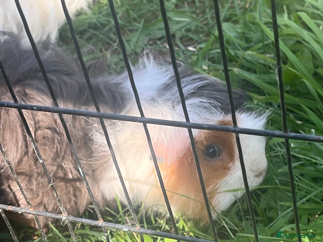 Guinea Pig rodents for sale: Guinea pigs looking for new homes  - Image 5