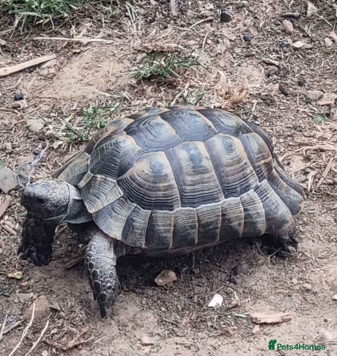 Hermann Tortoise reptiles Donnashella tortoise for good home - Advert 14