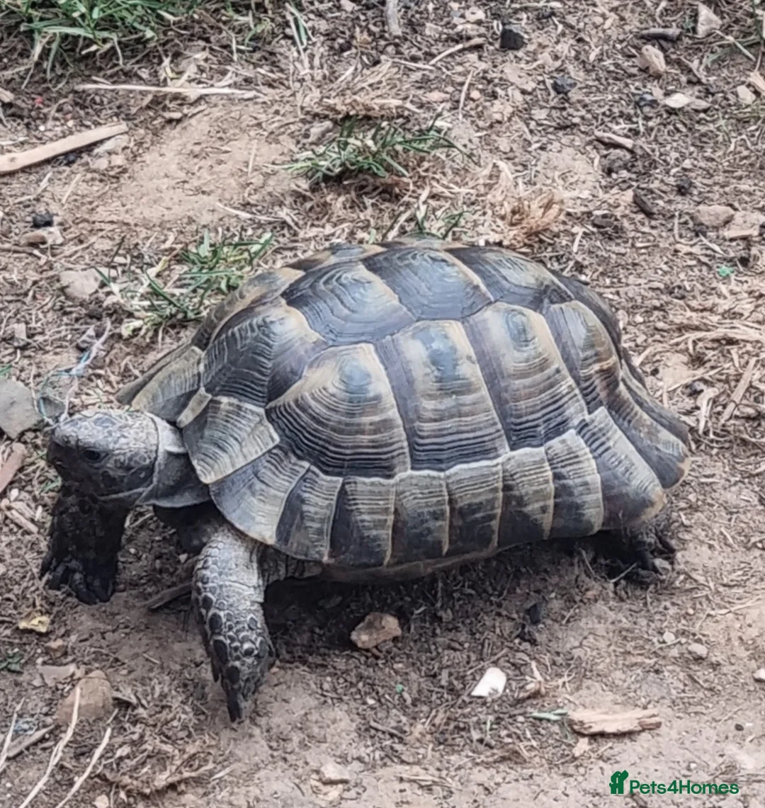 Hermann Tortoise reptiles for sale: Donnashella tortoise for good home in Watford - Advert 1