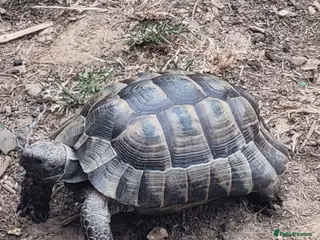 Hermann Tortoise reptiles Donnashella tortoise for good home - Advert 14