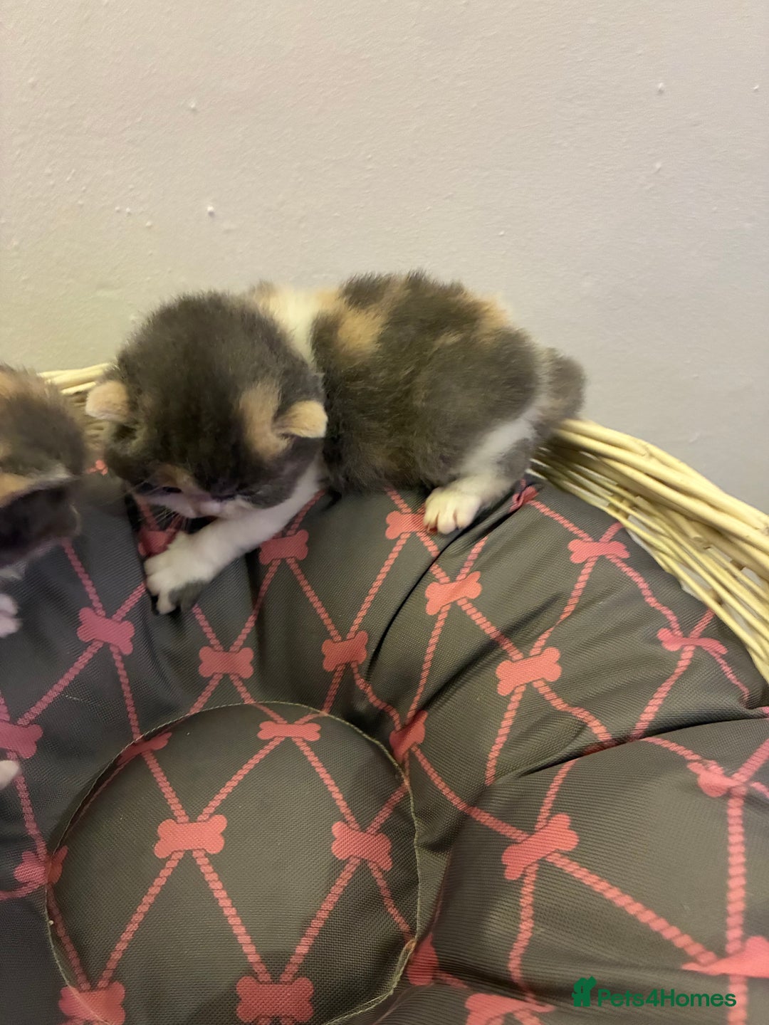 British Shorthair cats for sale: 5 BSH TICA REGISTERED KITTENS - Advert 22