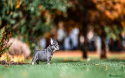 French Bulldog dogs for sale: 4 FRENCH BULLDOG GIRLS AVAILABLE  - Image 4