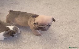 French Bulldog dogs for sale: KC reg French bulldog puppies female & male big➰  - Image 4