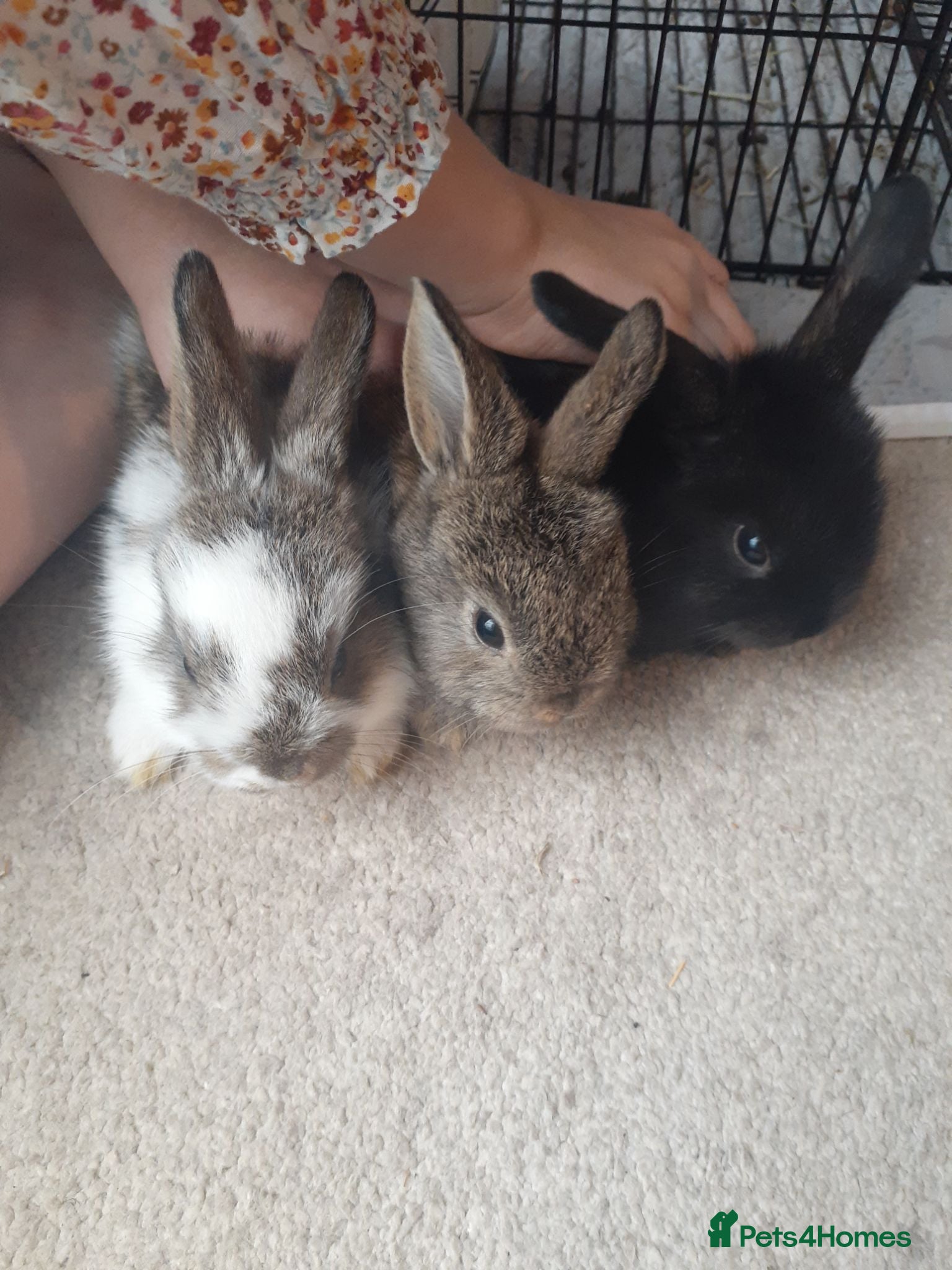Mini Lop rabbits Baby Bunnies - very tame! - Advert 1